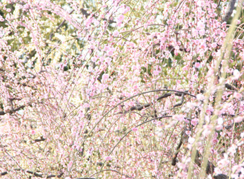spring has come・・・!_d0129249_22573978.jpg