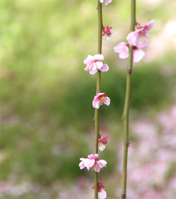 spring has come・・・!_d0129249_22574751.jpg