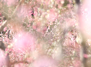spring has come・・・!_d0129249_23254444.jpg
