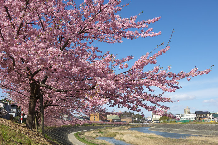 岡崎の河津桜_e0056449_2175814.jpg