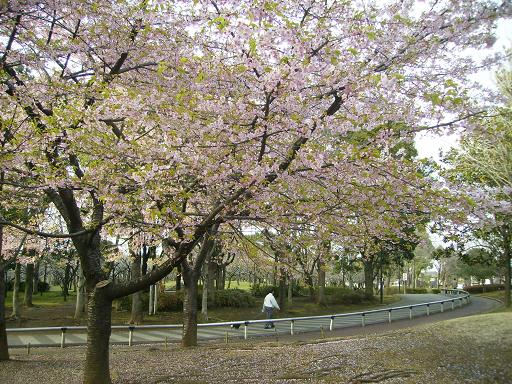 春の公園の梅と桜　＆　本格タイカレーに挑戦！_c0164052_1351209.jpg