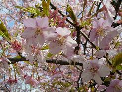 春の公園の梅と桜　＆　本格タイカレーに挑戦！_c0164052_135209.jpg