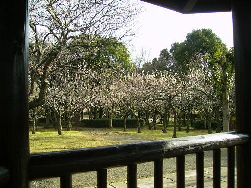 春の公園の梅と桜　＆　本格タイカレーに挑戦！_c0164052_13562953.jpg