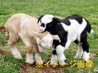 c0192158_1511041.gif