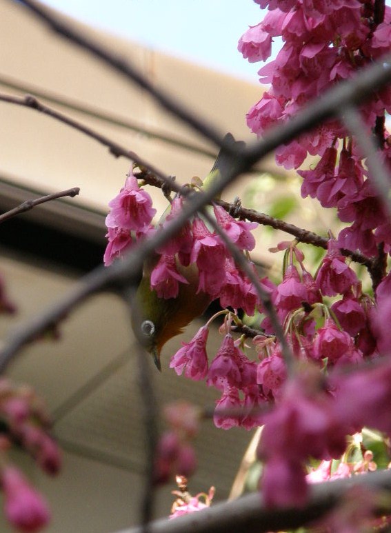 ビッシリと鈴なり…濃紅紫で釣鐘状に咲く…寒緋桜_e0064158_23412668.jpg