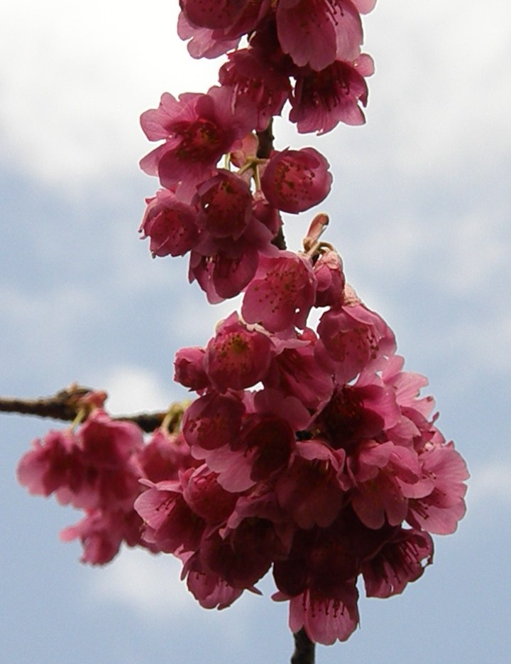 ビッシリと鈴なり…濃紅紫で釣鐘状に咲く…寒緋桜_e0064158_23441443.jpg