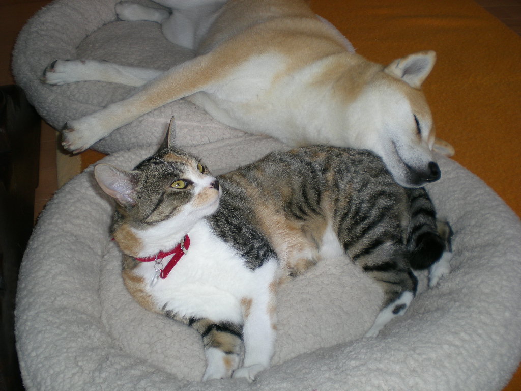 2009年3月8日(日)また雨だよ~!こんな日は・・・_f0060461_1357573.jpg