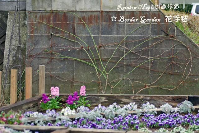 つるバラ クレマチスの誘引 屋上庭園 Giardino Di Luce