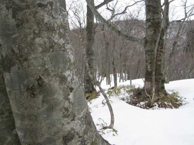 543  下野名山紀行、白倉山_d0134473_1716425.jpg