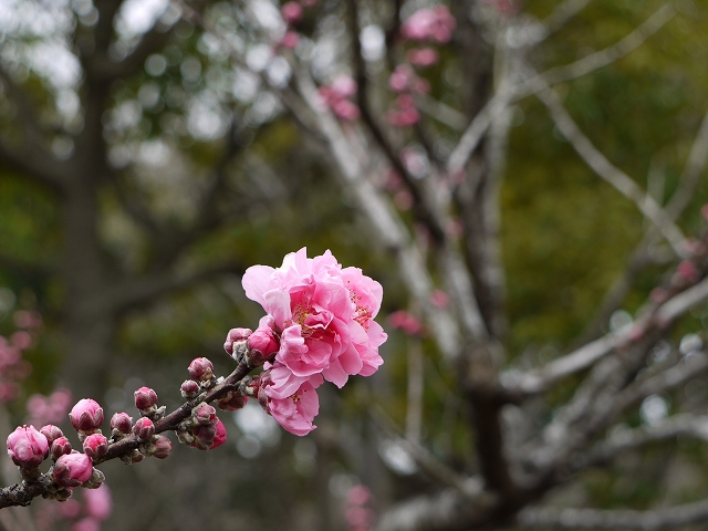 桃の花_e0176873_13103062.jpg