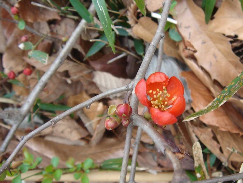 玉川上水の早春の花_f0059673_2114398.jpg