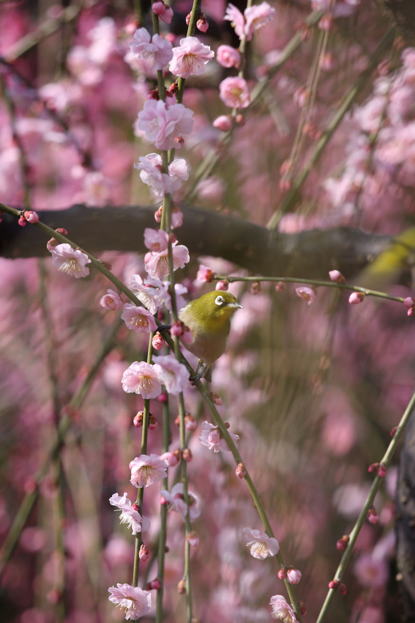 2009なばなの里しだれ梅・河津桜まつり１０_f0034583_21444857.jpg