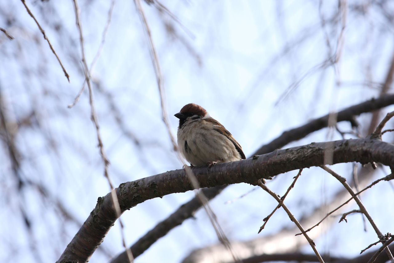 2009なばなの里しだれ梅・河津桜まつり１０_f0034583_21452767.jpg