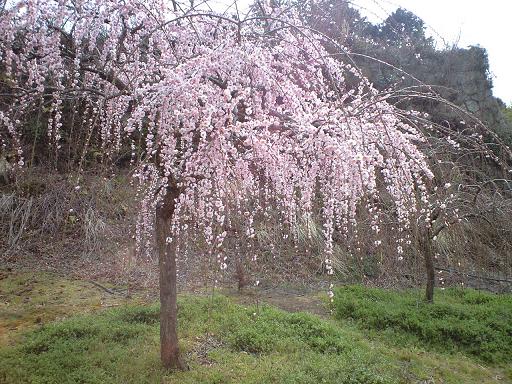 月ヶ瀬の梅渓へ、お誘いいただきました。_c0046587_1902925.jpg