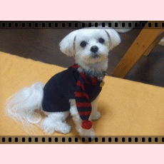 f0148595_2015529.gif