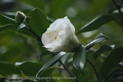 c0045227_14443437.jpg