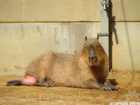 かぴばら Fun Capybara Stretching! [Higashiyama Zoo and Botanical