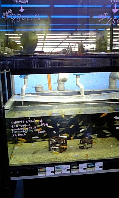 c0181830_2014174.jpg