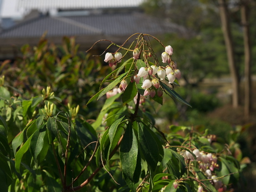 渉成園は花盛り_e0080133_21593652.jpg