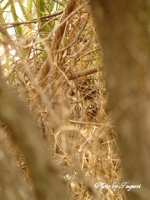 トラフズクの虹彩はオレンジ色_f0037633_18364481.jpg