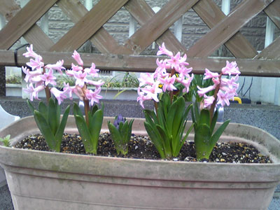 e0023643_1561736.jpg