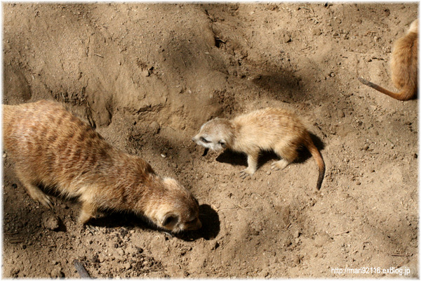 ミーアキャット母ちゃんと三つ子の赤ちゃん_f0027944_128970.jpg