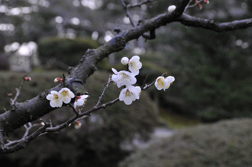 c0093046_7425184.gif