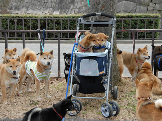 大阪城柴犬オフ会に参加させていただきました_a0051849_1116487.jpg