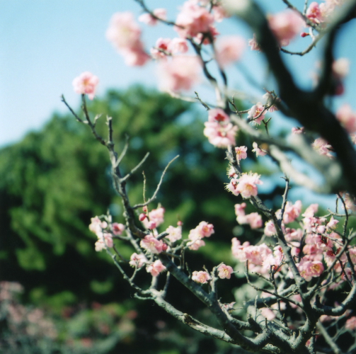 二眼レフで梅の花_c0176552_9561117.jpg