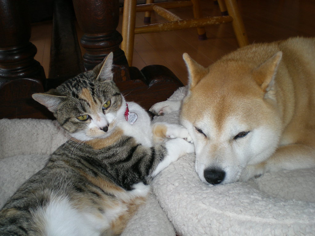 2009年3月8日(日)また雨だよ~!こんな日は・・・_f0060461_1559631.jpg