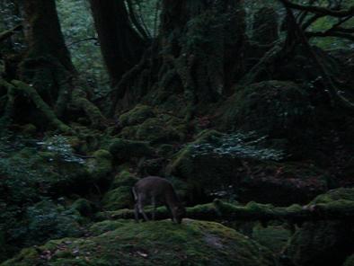 屋久島のすごいところ『和蔵』_c0016380_18143520.jpg