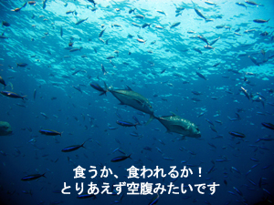 大当たりのシミランクルーズ! しかも体験!!_f0144385_22382646.jpg
