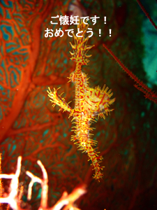 大当たりのシミランクルーズ! しかも体験!!_f0144385_22392719.jpg