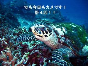 大当たりのシミランクルーズ! しかも体験!!_f0144385_22411612.jpg
