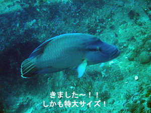 大当たりのシミランクルーズ! しかも体験!!_f0144385_2243335.jpg