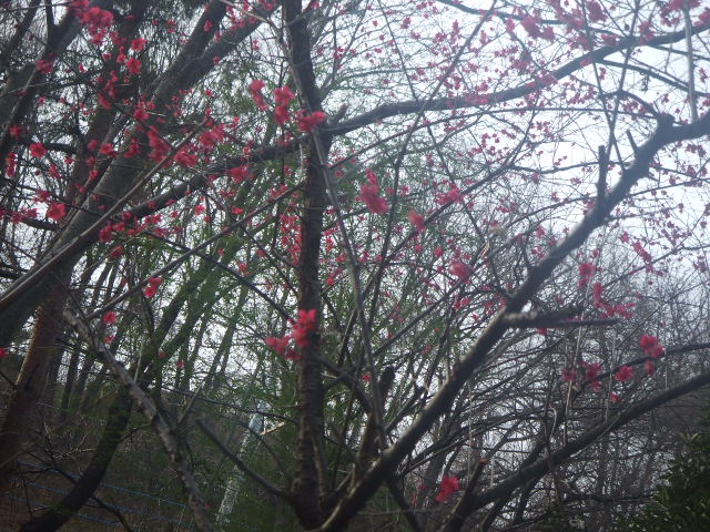 万力公園_f0076001_21415840.jpg