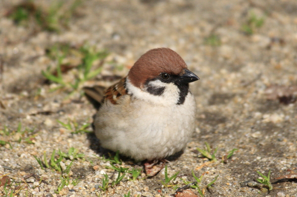 c0183002_2163235.jpg