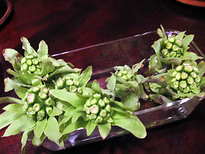 e0118904_21262014.jpg
