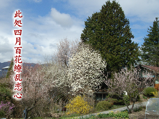 百花繚乱_e0099713_20521429.jpg