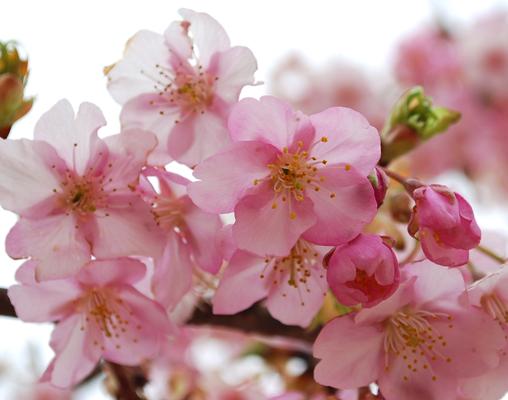 伊勢崎市民の森公園の河津桜_c0177814_9455270.jpg