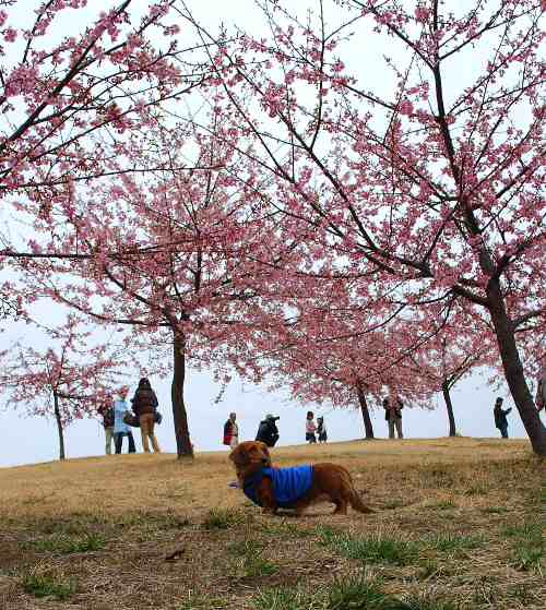 伊勢崎市民の森公園の河津桜_c0177814_9583589.jpg