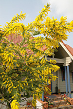 e0100618_2040248.jpg