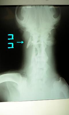 c0114121_22233810.jpg
