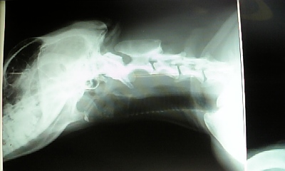 c0114121_22375180.jpg