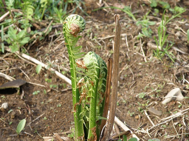 d0007830_10154014.jpg