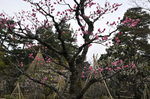 c0093046_7391920.gif