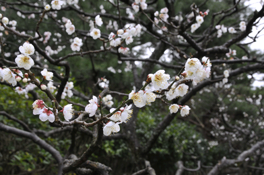 c0093046_7394113.gif