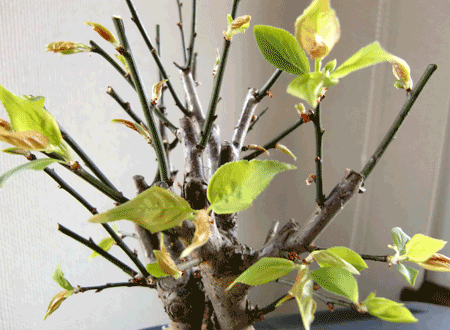 e0011951_12245989.gif