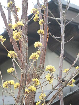 本日の花　さんしゅう_c0033858_6584032.jpg