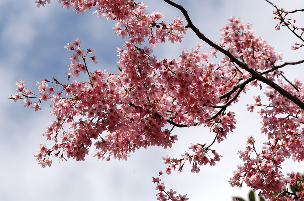 花公園の春の花　Ｐａｒｔ　１_c0198669_22313717.jpg